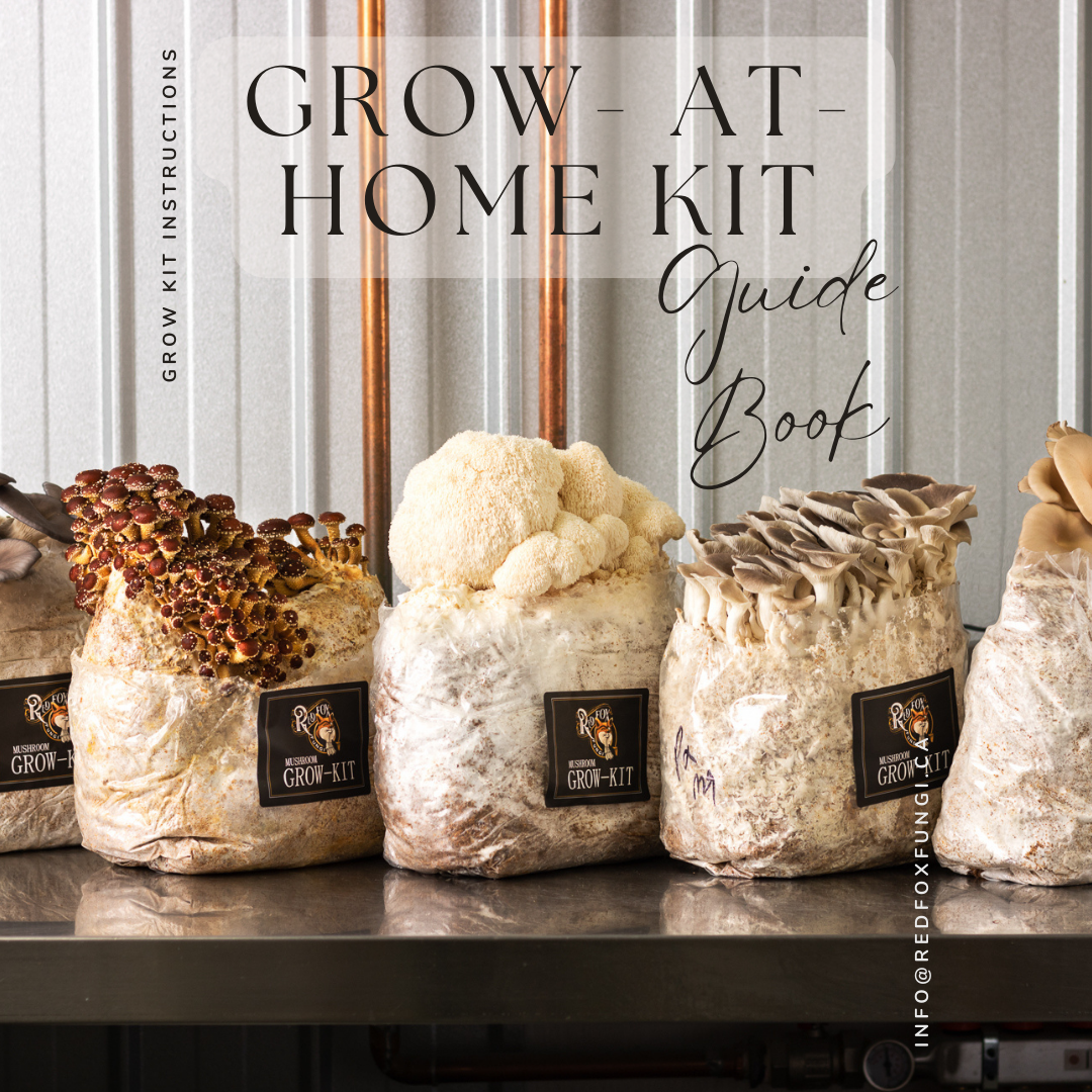Chestnut Grow-At-Home Mushroom Kit