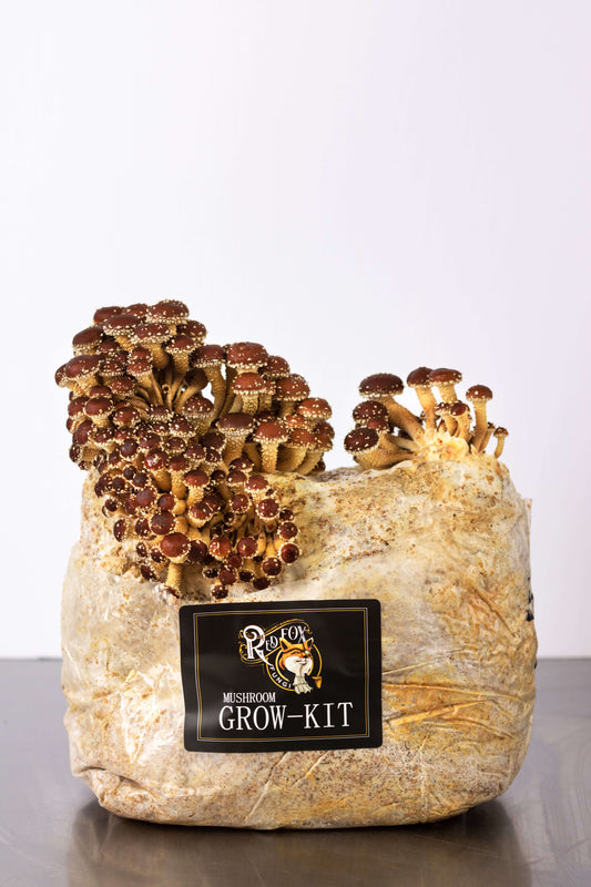 Chestnut Grow-At-Home Mushroom Kit
