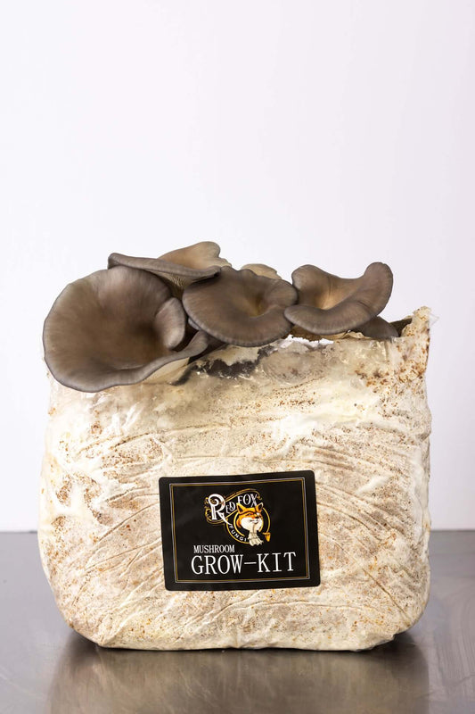 Blue Oyster Grow-at-Home Mushroom Kit