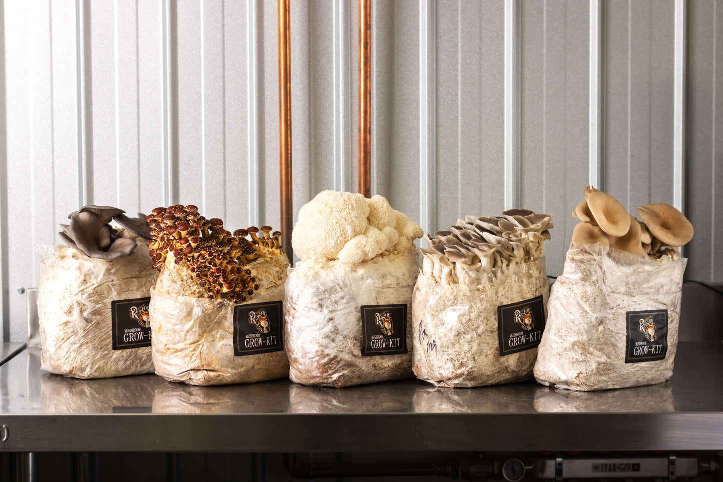 Lion's Mane Grow-at-Home Mushroom Kit