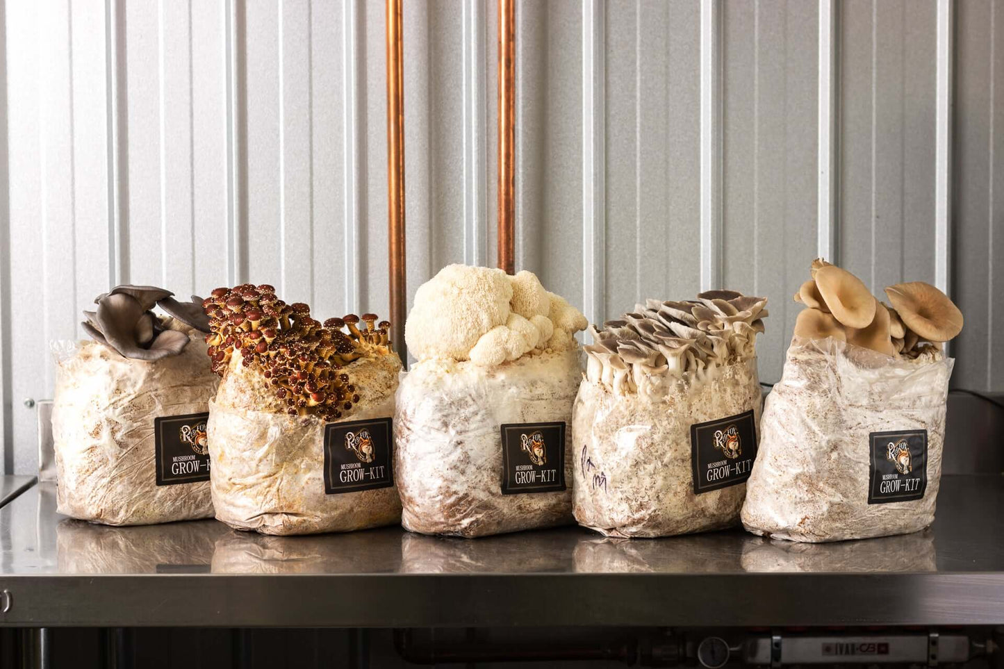 Golden Oyster Grow-At-Home Mushroom Kit