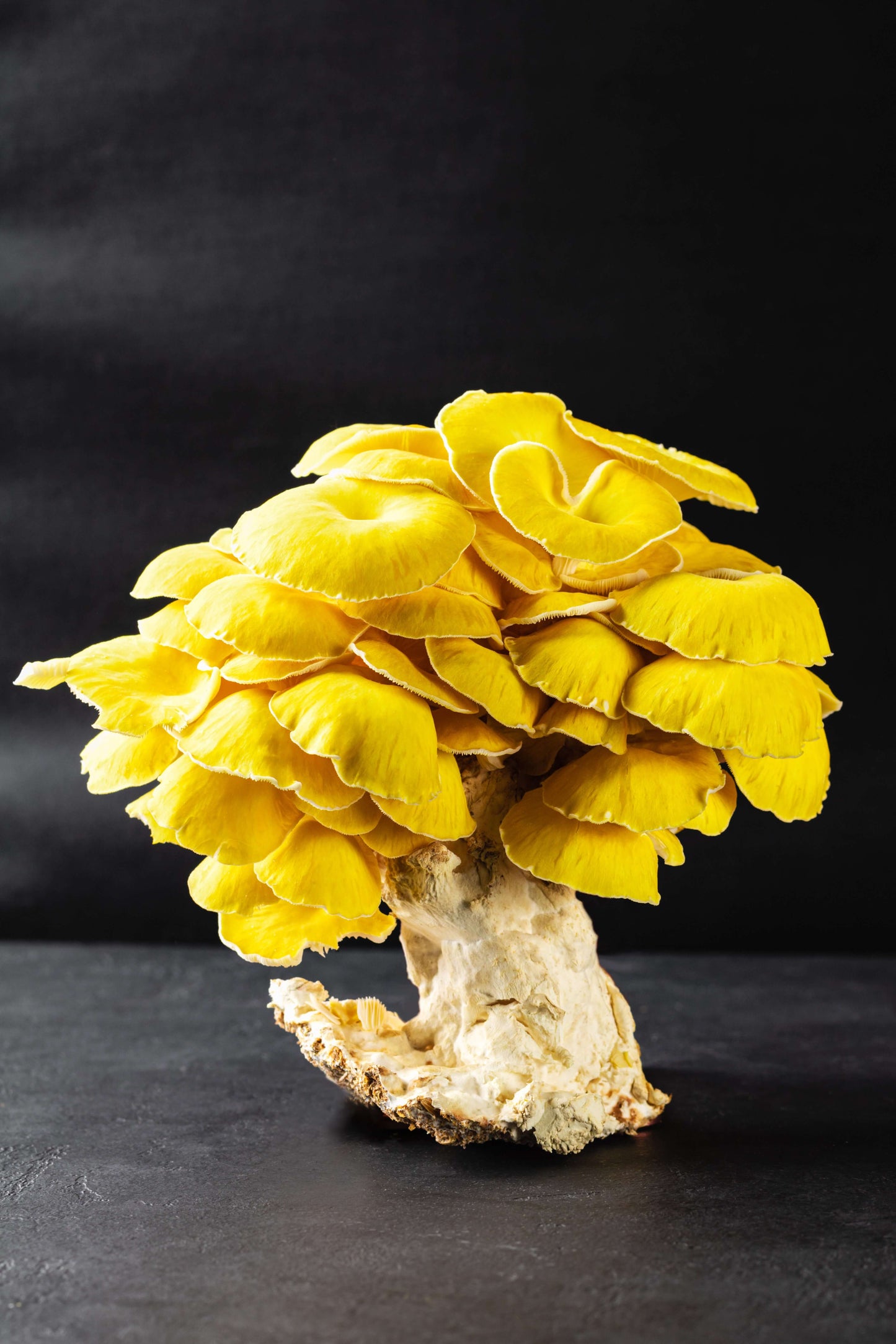 Golden Oyster Grow-At-Home Mushroom Kit