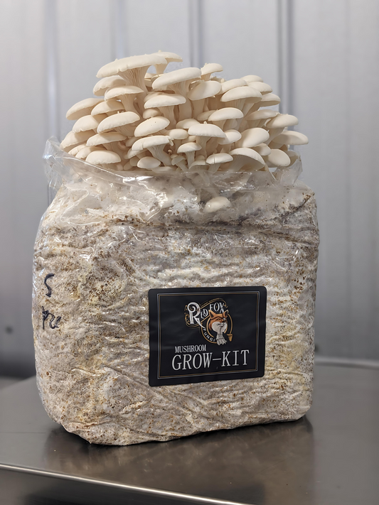 Snow Oyster Grow-at-Home Mushroom Kit